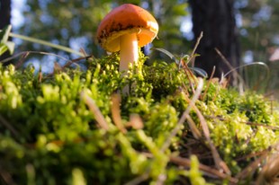 10081720014_1c9a5fce93_k