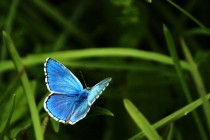 14945758911_2152dd1e09_z