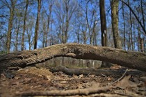 obstacle dans un bois
