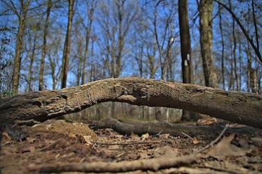 obstacle dans un bois