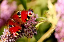 14760720012_694381a835_z