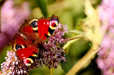 14760720012_694381a835_z