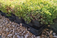 LePrieure-THC-Couverture-Creche-Poissy-2