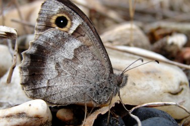 Le faune ne subsiste plus en Ile-de-France que dans les plaines sableuses du massif de Fontainebleau. Il est aussi en danger critique en régions Centre et Bourgogne.