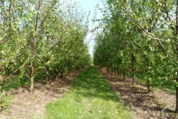 nègrepelisse arbres CCTVA