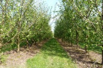 nègrepelisse arbres CCTVA