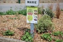 ZEROPHYTO-MAIRIE