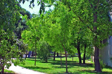 Montpellier parc Clemenceau