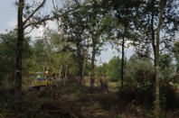 Photo 1 bis - Retrouver une biodiversité de prairies humides et rouvrir le paysage à proximité du bourg © SAH Sud Loire