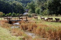 ecopâturage, moutons, Carole Debruyne-Delattre