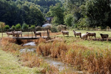 ecopâturage, moutons, Carole Debruyne-Delattre