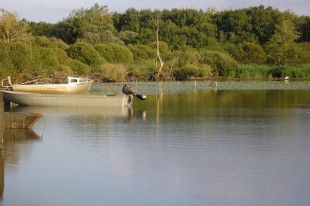 Lac-de-grand-lieu-2