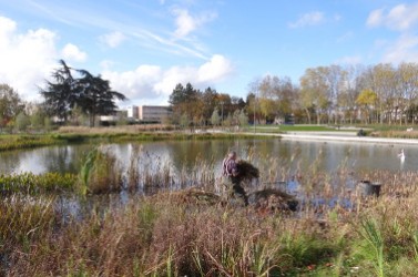 faucardage parc François-Mitterrand Cergy3