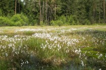 credits_wikimedia_commons_auteur_Willow