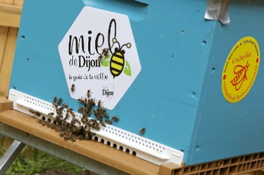 ruche dijon