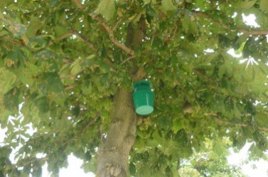 Cameratrap - Mineuse du marronnier (Copier)