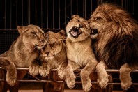 cirque-animal-lions