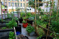 Bruxelles - jardin urbain de poche