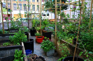 Bruxelles - jardin urbain de poche