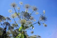 Heracleum_mantegazzianum_-_Berce_du_Caucase_2.JPG