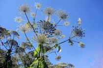 Heracleum_mantegazzianum_-_Berce_du_Caucase_2.JPG