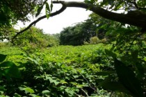 Renouées avant passage des chévres modif