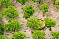 arbre en ville-une-600-400