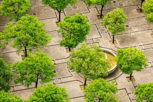 arbre en ville-une-600-400