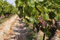 vigne-languedoc