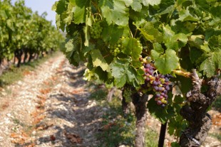 vigne-languedoc