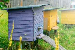 Ruche adobe Stock Mikalai1