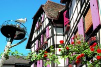 maison alsacienne+cygogne