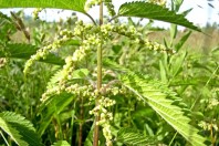 Ambroisie_AdobeStock_29754765