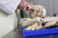 Une seule collectivité, même à 10 000 repas par jour, ne peut pas faire fonctionner seule une légumerie, il est nécessaire de trouver d’autres clients, publics ou privés.