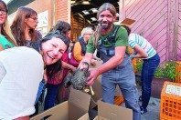 dunkerque-dechets-poules