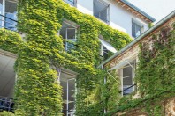 En matière de végétalisation verticale, la solution rustique de la vigne vierge se montre efficace pour rafraîchir les espaces intérieurs. -