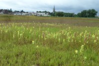 verdissement des sols Wattrelos