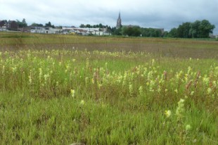 verdissement des sols Wattrelos