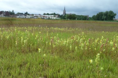 verdissement des sols Wattrelos