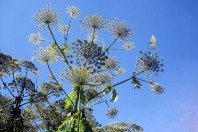 640px-Heracleum_mantegazzianum_-_Berce_du_Caucase_2