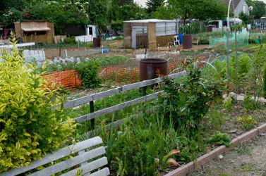 Jardins_familiaux_Wattrelos_J4