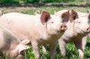 porc_cochon_elevageAdobeStock_135702295