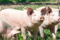 porc_cochon_elevageAdobeStock_135702295