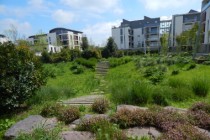 Chantepie-ZACRivesduBlosne-jardin de pluie