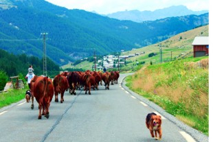fromagerie de la durance