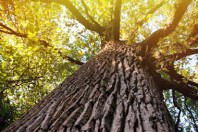 Old big tree in park