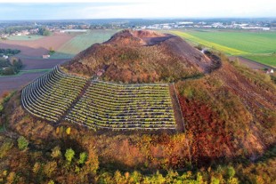 les vignes de Charbonnay (sic) de Oncle Bacchus
