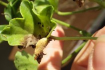 bacteriose sur Géranium