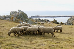 Des moutons sur l'Ile d'Yeu