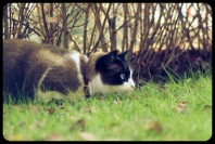 3140855941_c284282a21_z